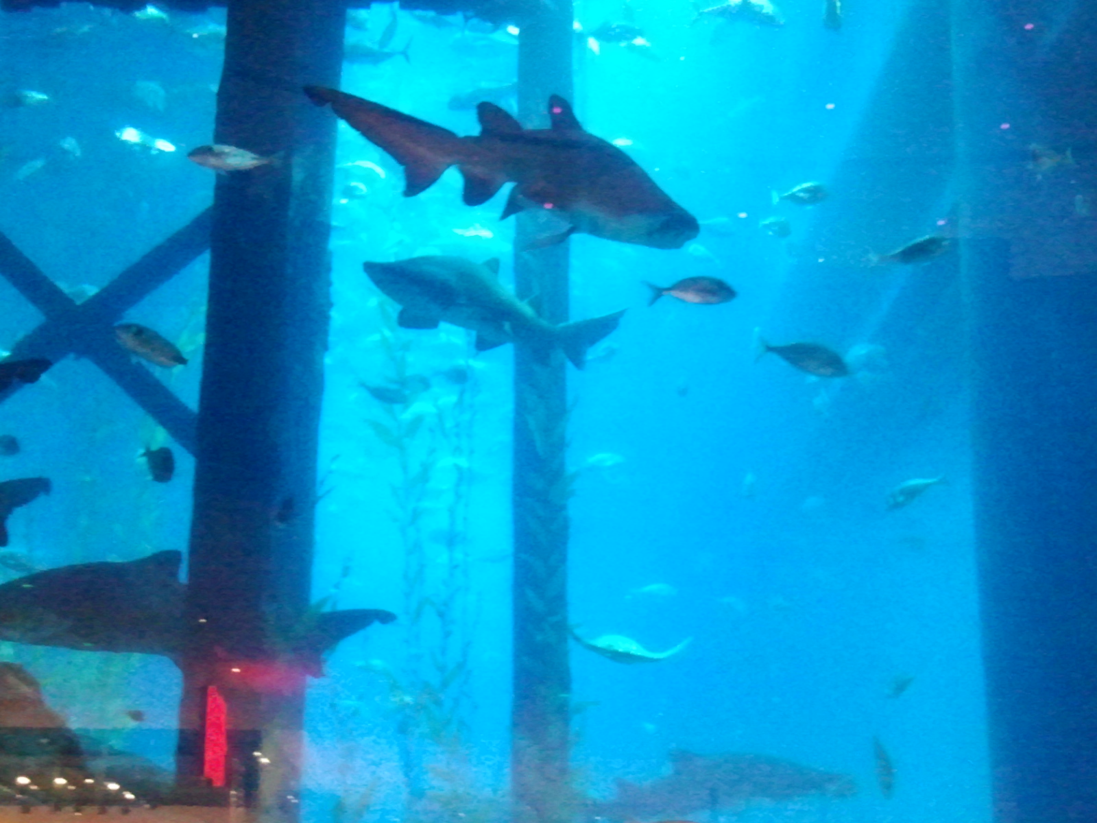 Dubai Aquarium and Underwater Zoo